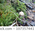 Shougenji in Mt.Fuji Forest 107357441
