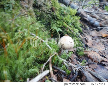 Shougenji in Mt.Fuji Forest 107357441