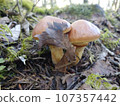 Suillus in Autumn Leaves 107357442