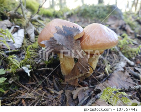 Suillus in Autumn Leaves 107357442