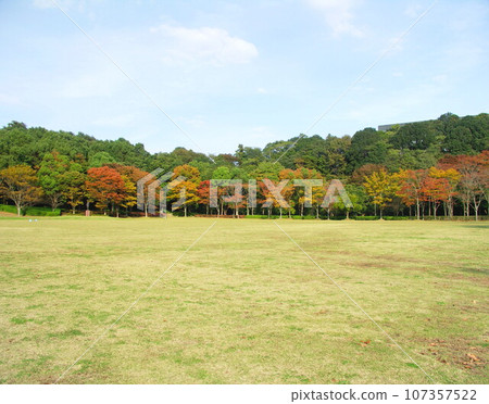 21st century forest and plaza with autumn leaves in late autumn 21st century forest and plaza with autumn leaves in late autumn 107357522