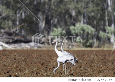 澳洲鶴家族 107357956