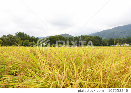 Rice 107358246