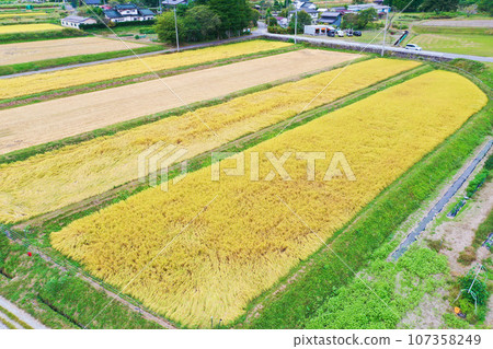 Rice 107358249