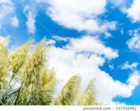 Refreshing summer scenery - blue sky and fluffy pampas grass Refreshing summer scenery - blue sky and fluffy pampas grass 107358492