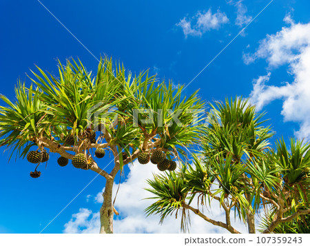 Pandanus fruit Okinawa Pandanus fruit Okinawa 107359243