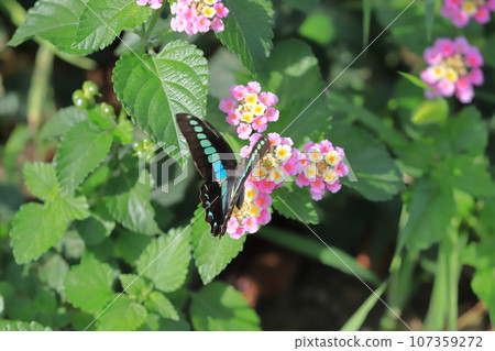 Aosujiageha harvesting lantana nectar 107359272