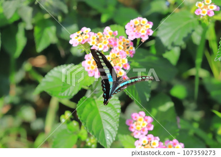 Aosujiageha harvesting lantana nectar 107359273