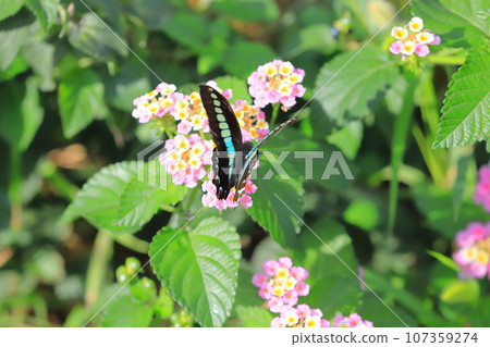 Aosujiageha harvesting lantana nectar 107359274
