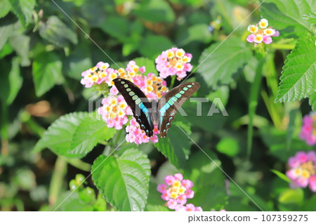 Aosujiageha harvesting lantana nectar 107359275