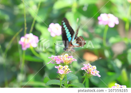 Aosujiageha收穫馬櫻丹花蜜 Aosujiageha收穫馬櫻丹花蜜 107359285
