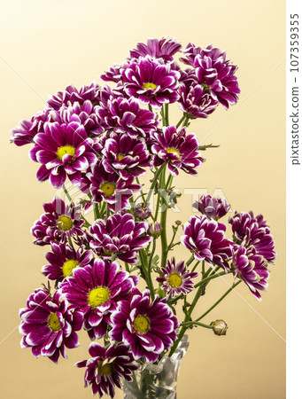 Purple Chrysanthemum branch on a pink background 107359355