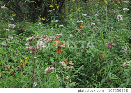 Alpine plants and butterflies 107359558