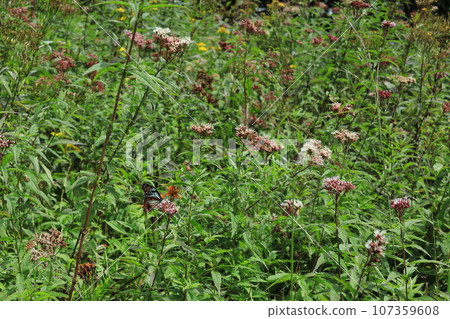 高山植物和蝴蝶 高山植物和蝴蝶 107359608