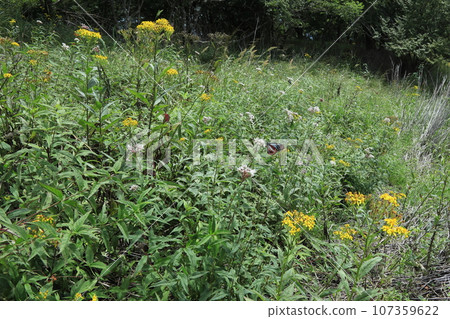 Alpine plants and butterflies 107359622