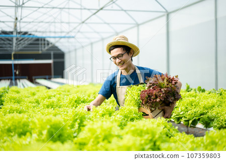 farmers hand harvest fresh salad vegetables in hydroponic plant system farms in the greenhouse to market. . farmers hand harvest fresh salad vegetables in hydroponic plant system farms in the greenhouse to market. . 107359803