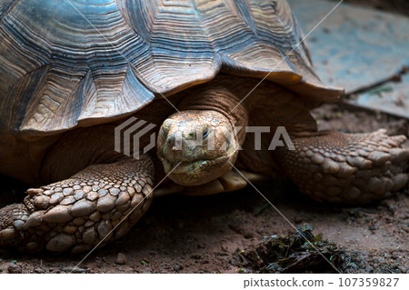 Close-Up of a Big Tortoise in Tranquil Nature 107359827