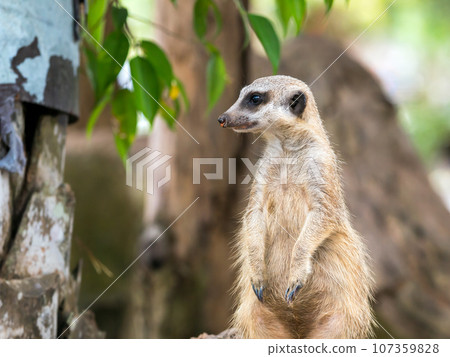 Close up of Meerkat staning on guard duty Close up of Meerkat staning on guard duty 107359828