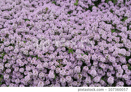 伊吹無雙花簇簇盛開 伊吹無雙花簇簇盛開 107360057