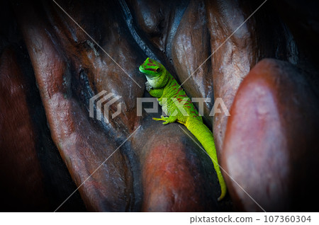 madagascar giant day gecko sits hidden in the rocks madagascar giant day gecko sits hidden in the rocks 107360304