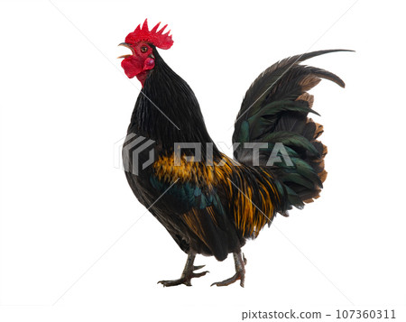 golden rooster isolated on white background golden rooster isolated on white background 107360311