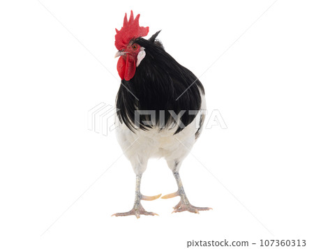 Lakenfelder rooster isolated on white background 107360313