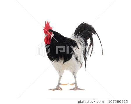 Lakenfelder rooster isolated on white background 107360315