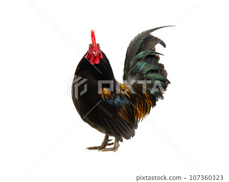 beautiful cockerel isolated on white background 107360323