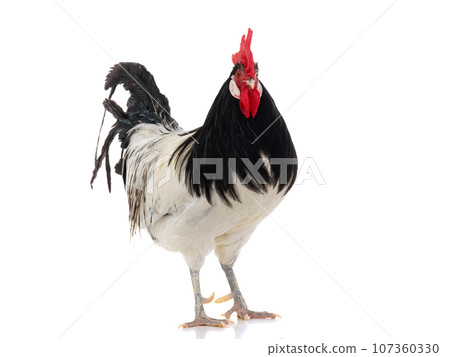 Lakenfelder rooster isolated on white background 107360330