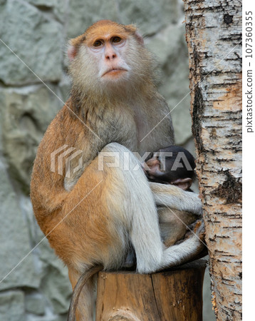 Mother monkey breastfeeds her baby Mother monkey breastfeeds her baby 107360355