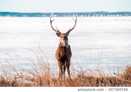 A male deer standing in a winter meadow is so cool A male deer standing in a winter meadow is so cool 107360596