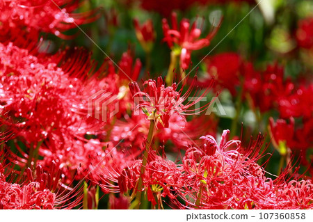 黑蝴蝶棲息在紅蜘蛛百合上 黑蝴蝶棲息在紅蜘蛛百合上 107360858