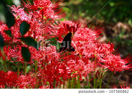 黑蝴蝶棲息在紅蜘蛛百合上 黑蝴蝶棲息在紅蜘蛛百合上 107360862