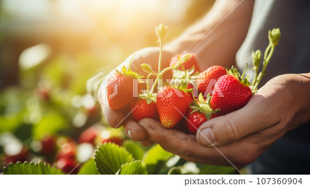 Hands harvesting strawberries 107360904
