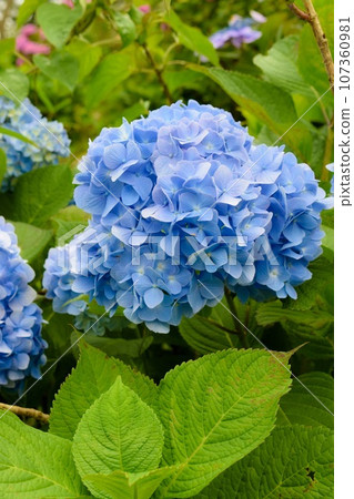 綠葉和藍色繡球花的特寫（垂直構圖） 107360981