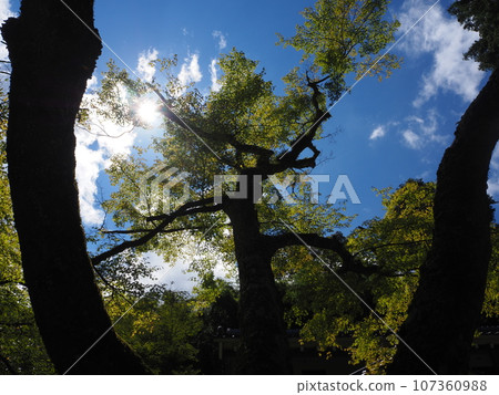 Looked up forest 107360988