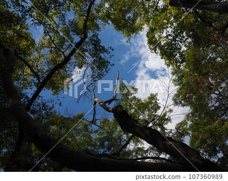 Looked up forest 107360989
