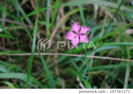 Flowers that bloom in autumn on the highlands 107361171