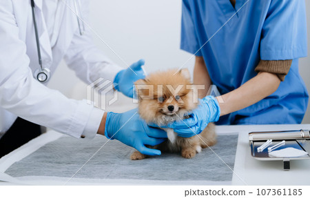 Two doctors are examining him. Veterinary medicine concept. Pomeranian in a veterinary clinic.. 107361185