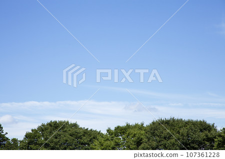藍天下有複製空間的森林景觀 藍天下有複製空間的森林景觀 107361228