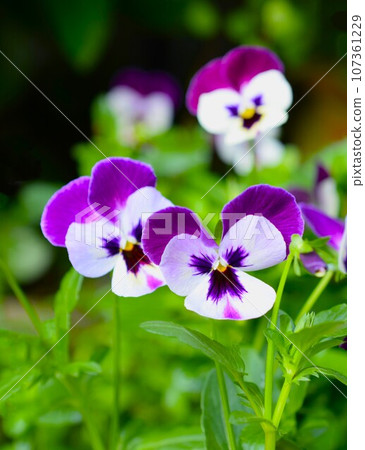 雙色中提琴,花園裡的三色堇花 雙色中提琴,花園裡的三色堇花 107361229