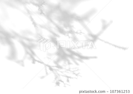 simple tree shadow background material 107361253