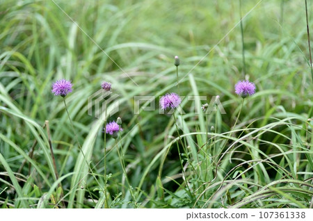 Flower of Tham Lingau Flower of Tham Lingau 107361338