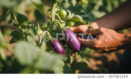 雙手收穫茄子 雙手收穫茄子 107361354