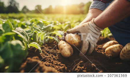 Hands harvesting potatoes 107361369
