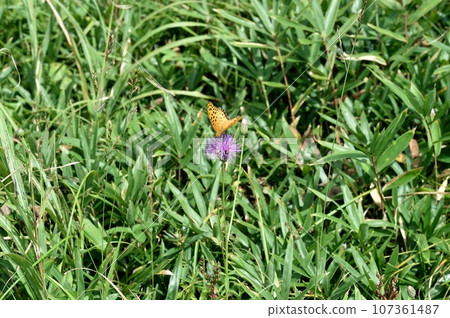 Flower of Tham Lingau 107361487