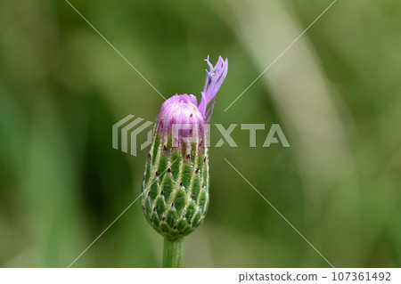 Flower of Tham Lingau Flower of Tham Lingau 107361492