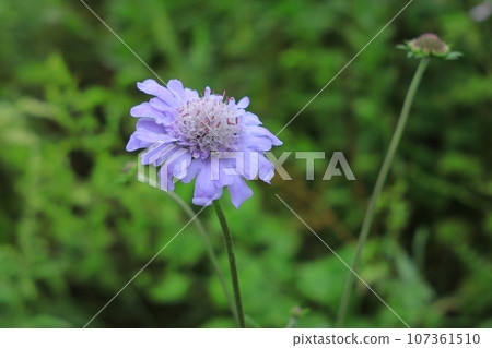 高原上秋季盛開的花朵 高原上秋季盛開的花朵 107361510