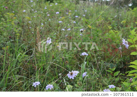 高原上秋季盛開的花朵 高原上秋季盛開的花朵 107361511