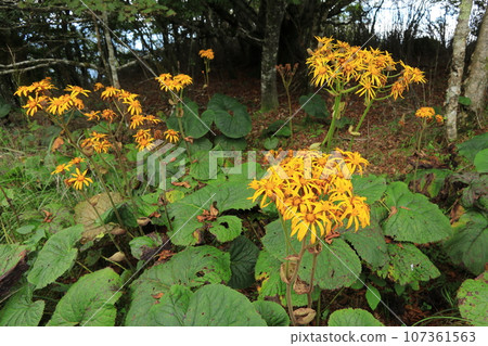 Flowers that bloom in autumn on the highlands 107361563